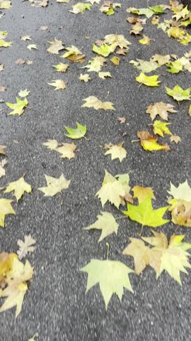 A collection of fallen autumn leaves scattered across a rough, textured pavement, showcasing the rich, warm hues of the season.