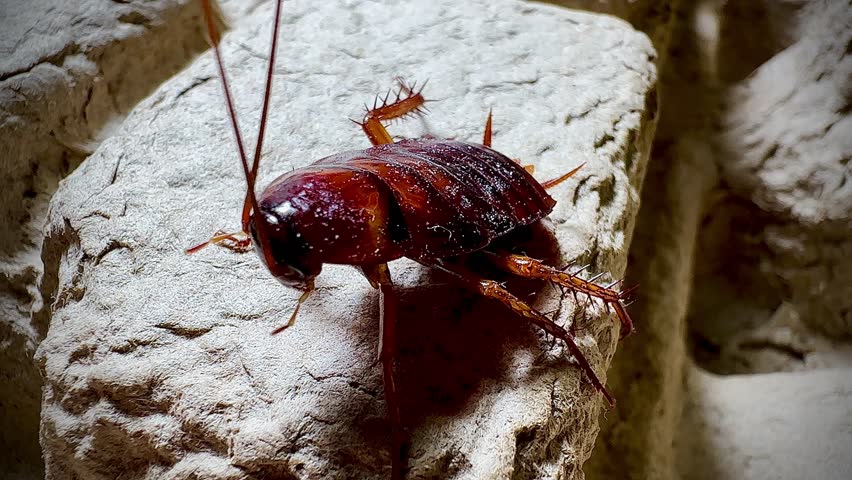 Detailed macro shot of a cockroach crawling on a rough textured surface, showing its antennae, spiny legs, and shiny body in natural lighting