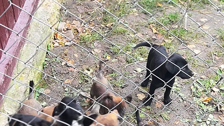 Homeless puppies in animal shelter. Puppies waiting for adoption. Stray animals and shelter for animals concept.
