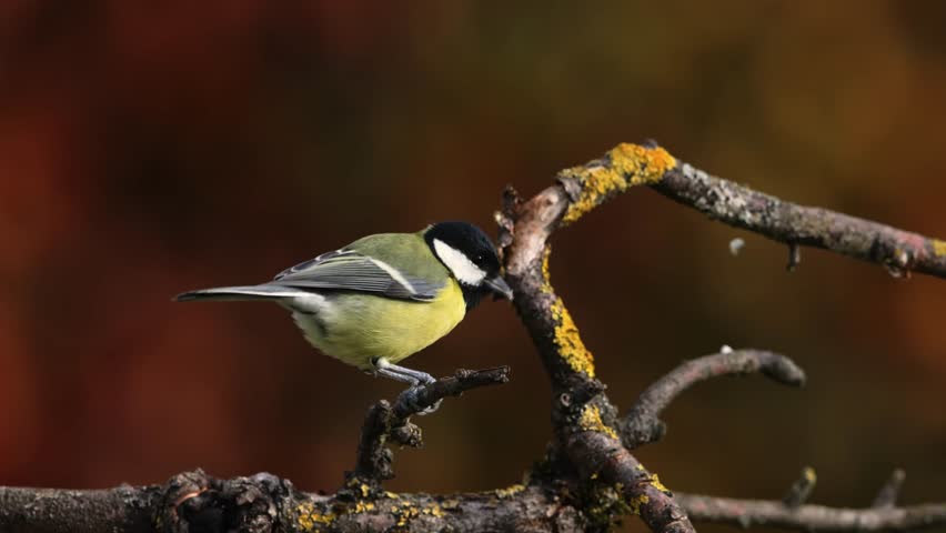 A great Tit in the wild
