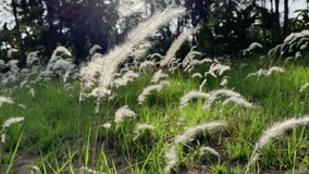 White fluffy grass flowers,Cogongrass,Reed flower or Grass in the field exposed to sunlight in a natural outdoor field - Powered by Shutterstock - Get 15% off with code: PIKWIZARD15