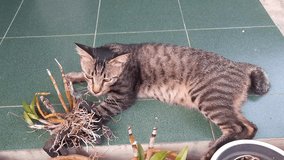 A striped tabby cat actively explores and sniffs the roots of an orchid plant on a green tiled floor. Represents pet curiosity, domestic life, natural instincts, and pet care or grooming concepts. - Powered by Shutterstock - Get 15% off with code: PIKWIZARD15
