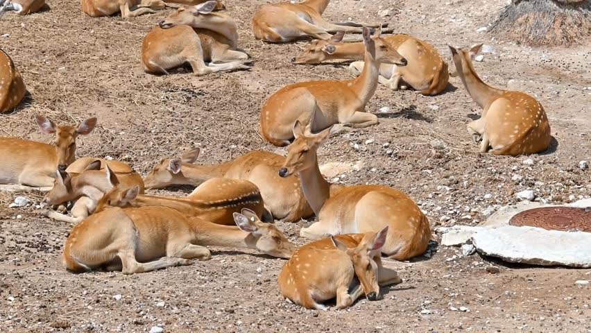Group of spotted deer resting on the ground at Terra Natura Zoo in Benidorm, Spain, showing peaceful wildlife behavior in a natural enclosure.