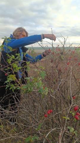 A young man with long hair is picking rose hips in an abandoned garden at sunset