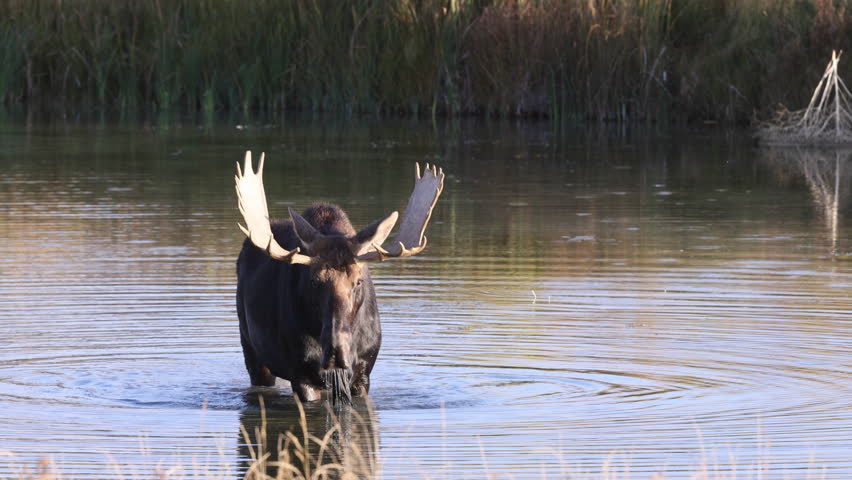 Bull Moose in Grand Teton National Park Wyoming During the Rut in Autumn