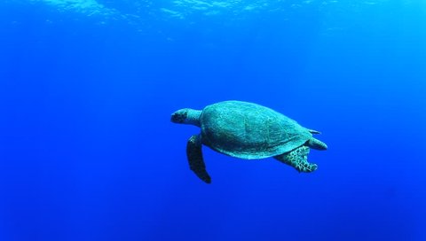 HD Video Footage of Hawksbill Sea Turtle swimming underwater in ocean