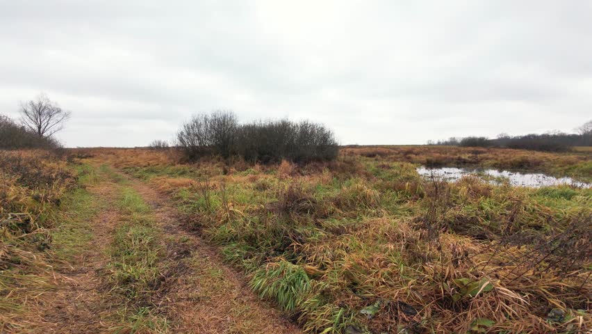 Gray swamp with muddy trail and reflections, Overcast marsh area featuring muddy path and water reflections, Dull sky over tranquil wetlands with muddy paths and puddle reflections