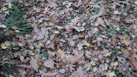 Close-up of boots walking through colorful autumn foliage, kicking dry leaves on a forest path. Relaxing fall nature scene symbolizing change, calmness, and outdoor adventure. - Powered by Shutterstock - Get 15% off with code: PIKWIZARD15