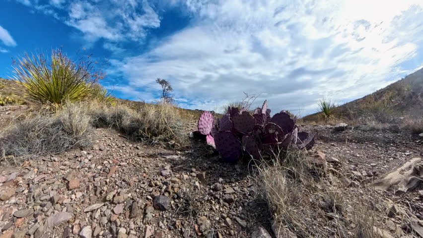 Man Hikes Toward Purple Cactus Along Trail in Big Bend