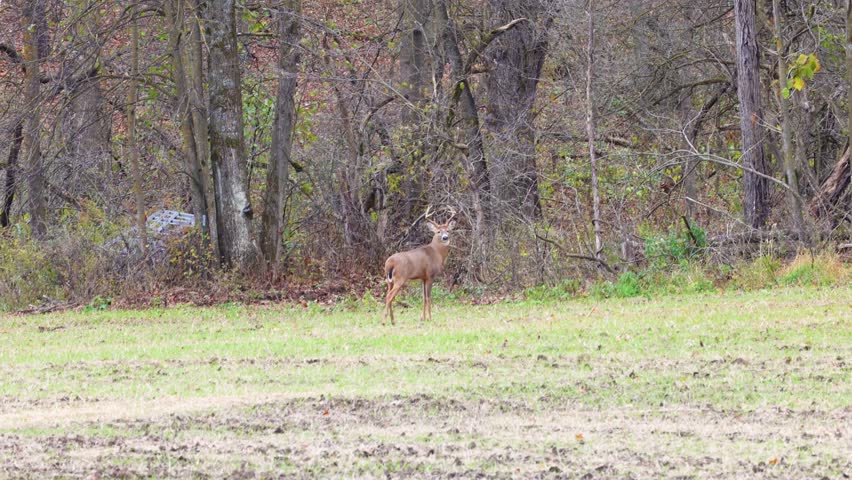 Whitetail buck deer (odocoileus virginianus) standing in a farm field then running into the forest during fall in Wisconsin