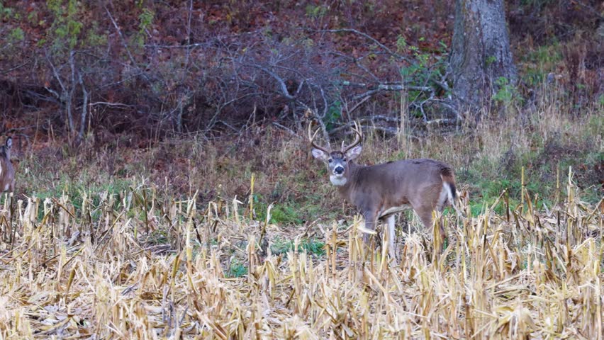 Whitetail buck deer (odocoileus virginianus) in a combined corn farm field during fall rut in Wisconsin