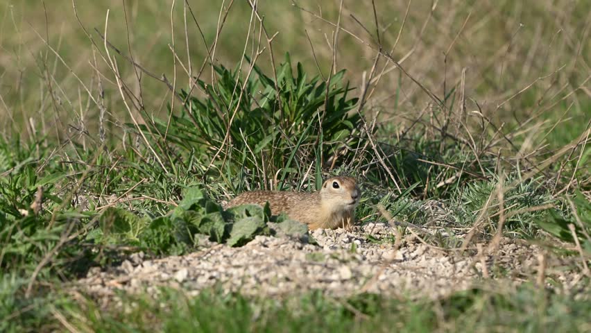 Little Ground Squirrel Spermophilus pygmaeus, feeding in its natural habitat. The animal sits nibbling on food surrounded by grass. Slow motion