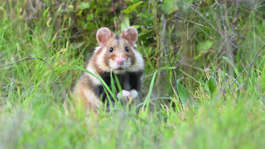 A European Hamster Cricetus cricetus stands still in natural habitat, alert and watchful. Slow motion