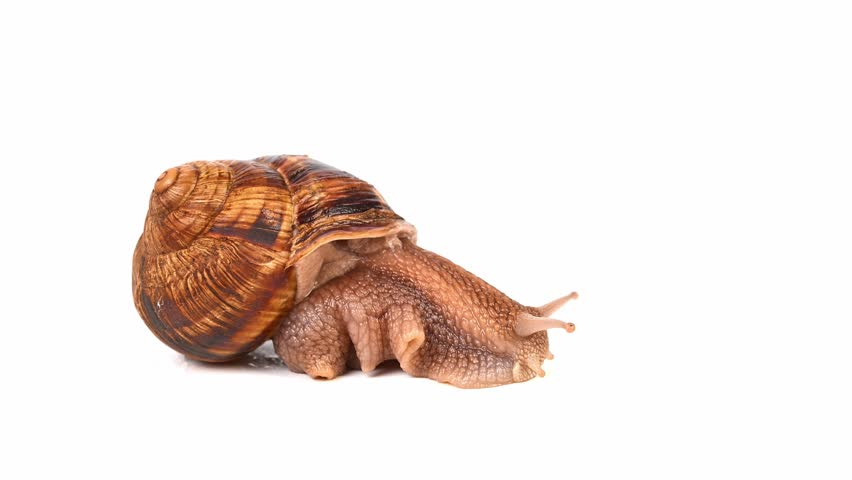 A large brown and tan snail is laying on a white background. The snail is curled up and he is sleeping