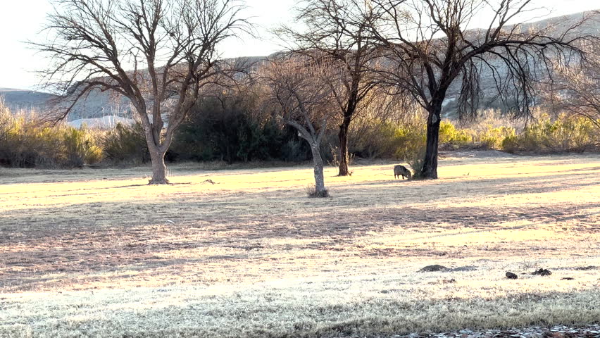 Javelina Grazes Across Field in Big Bend National Park
