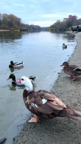 A brown muscovy duck drinks water from a hand on a sandy beach against the backdrop of a flock of wild ducks and sewage pipes as a concept for environmental conservation