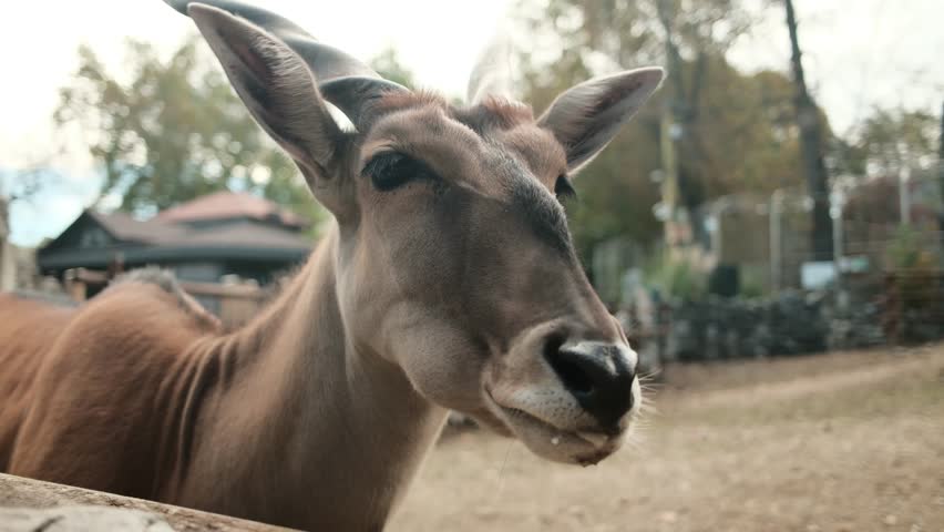 Detailed view of an antelopes face behind a wooden fence at Belgrade Zoo in autumn. Soft focus and natural light. Horizontal 4k footage