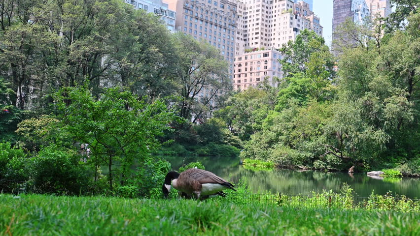 Canada Geese eating grass near the pond. Beautiful birds living in the Central Park, New York.