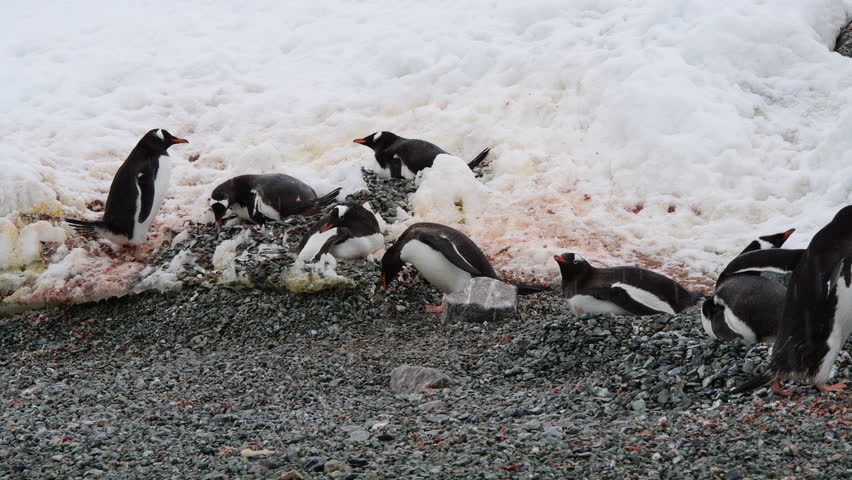 Gentoo Penguins on nest in Antarctica