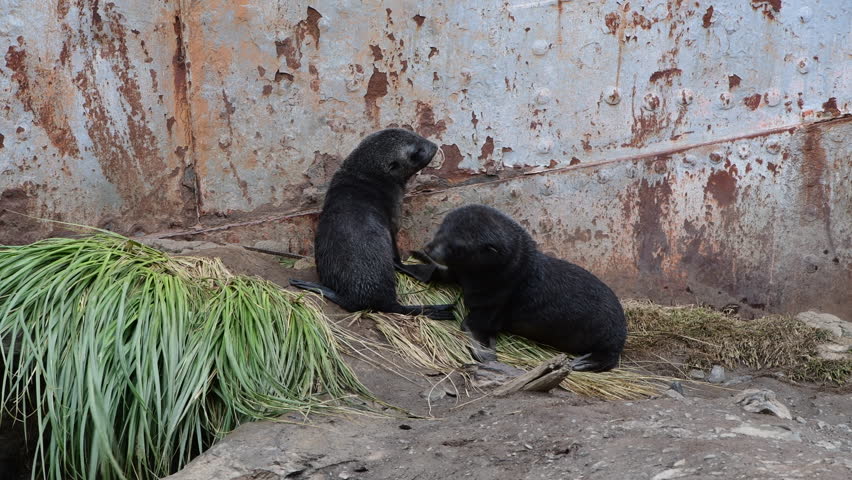 Two Fur Seals pup playing close up