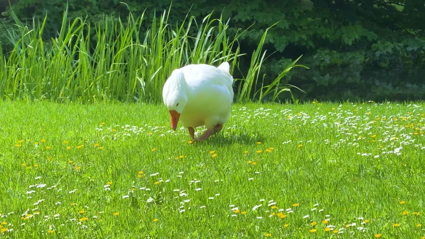white domestic goose, likely a breed such as the Emden or American Buff, grazing in a field of grass and small white flowers
