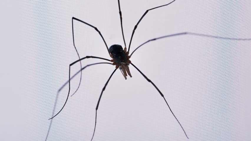 Harvestman or daddy long legs crawling on mosquito net