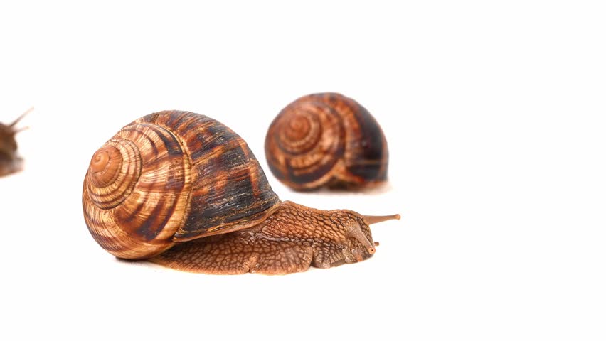 A small brown and tan snail is laying on a white background. The snail is surrounded by two other snails, one of which is slightly larger than the other. The scene is peaceful and serene