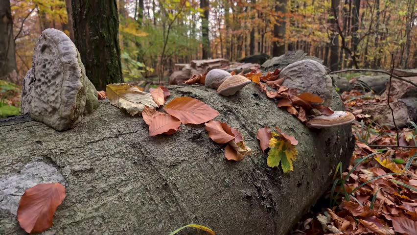 Autumn landscape of mountain beech forest