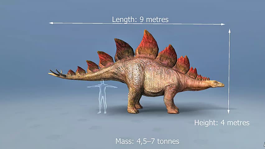 3D animation showing Stegosaurus skeleton with large plates, spiked tail, and 9-meter body structure