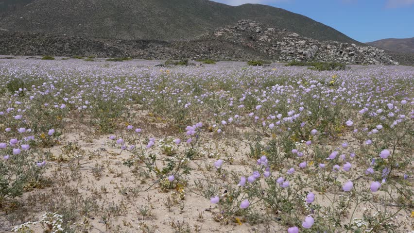 Purple wildflowers blooming in the sandy landscape of the atacama desert during a rare flowering event