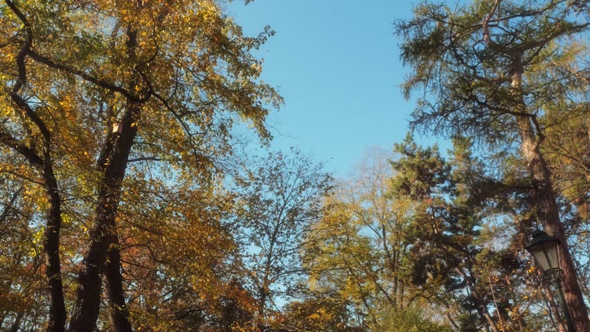 Peaceful and relaxing stroll in the public park under the colorful autumn Tree Canopy and Clear Blue Sky on a beautiful sunny morning time
