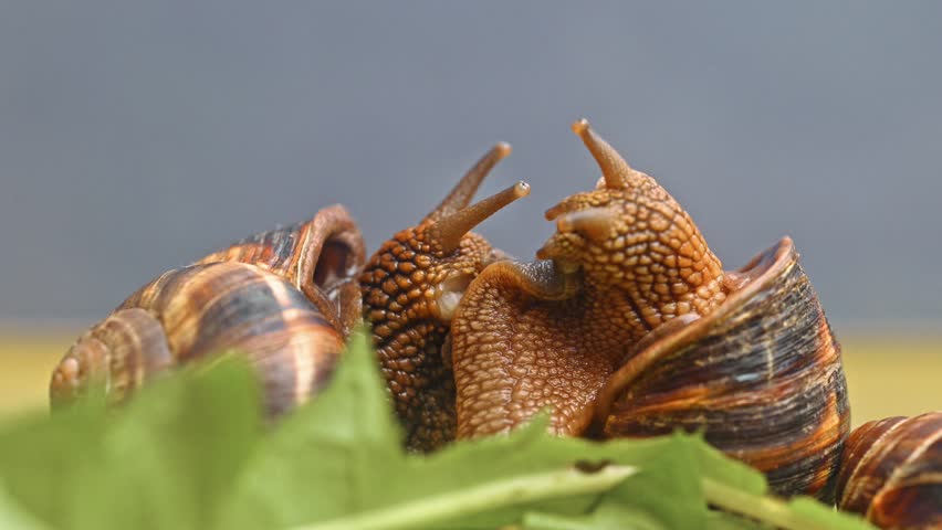 Snails are on a leaf, one of which is larger than the other two. The snails are playing with each other, and one of them is looking at the camera