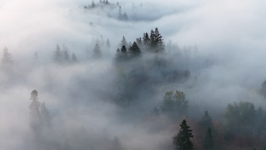 Mist drifts across a forested Pacific Northwest landscape near Portland, Oregon. Fog and mist forms when moist air cools to its dew point, causing water vapor to condense.