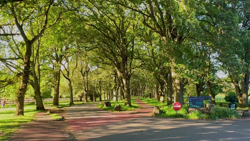 Path going through trees rustling with wind in summer.