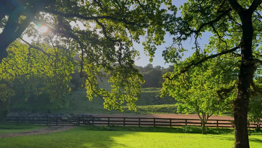 Path going through trees rustling with wind in summer.