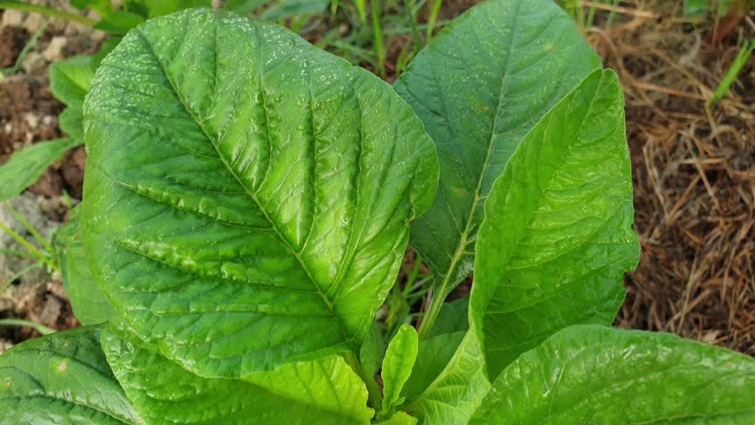 Fresh Green Leaf Plant Close-up in Natural Light – Organic Farming and Nature Concept

