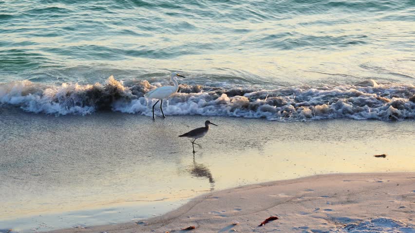 Sarasota, Florida USA - Sep 15, 2025: the sarasota beach sun set landscape and bird	