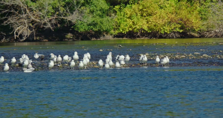 Gulls Gather on Rapids of the American River in Slow motion 