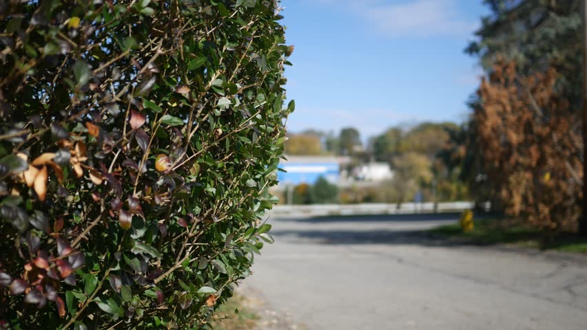 Blurry Vehicle Drives by Foreground Bush in small Town