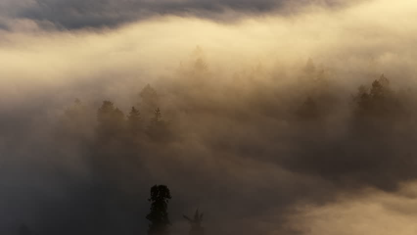 Early morning mist drifts through a forested Pacific Northwest landscape near Portland, Oregon. Fog and mist forms when moist air cools to its dew point, causing water vapor to condense.