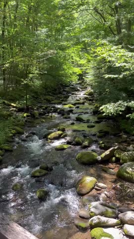 A small creek in the Great Smoky Mountains.