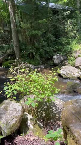 A small creek in the Great Smoky Mountains.