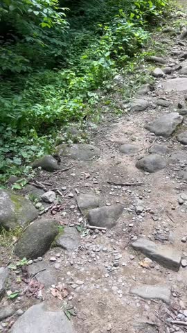 An easten tiger swallowtail fluttering around the Great Smoky Mountains.