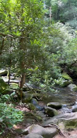 A small creek in the Great Smoky Mountains.