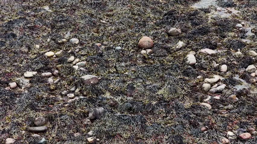 Camera slowly pans across wet, rocky shoreline with seaweed and tide pools under overcast light
