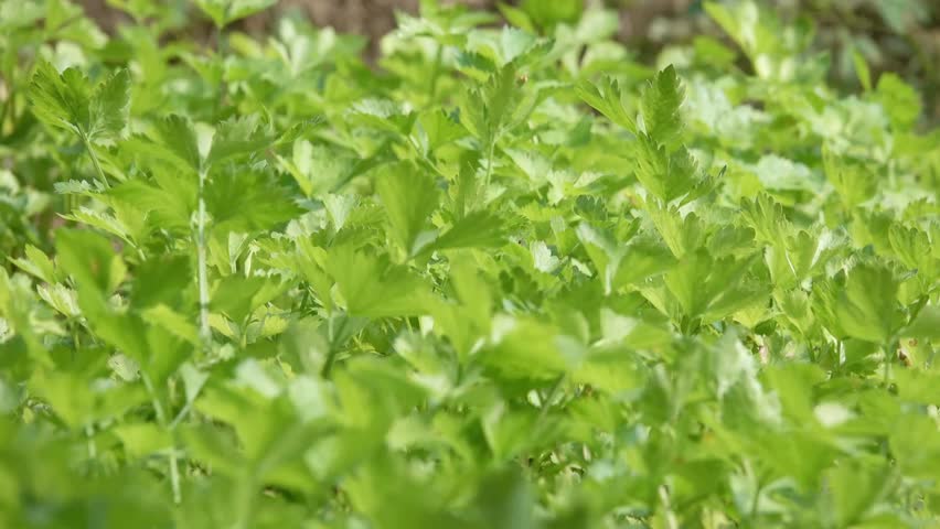 Fresh green celery plants growing in a field under the bright sunlight outdoors