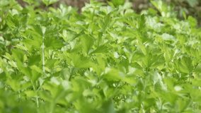 Fresh green celery plants growing in a field under the bright sunlight outdoors - Powered by Shutterstock - Get 15% off with code: PIKWIZARD15
