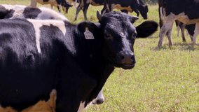 Holstein cows graze and move on a rural Thai pasture as the camera pans slowly. - Powered by Shutterstock - Get 15% off with code: PIKWIZARD15