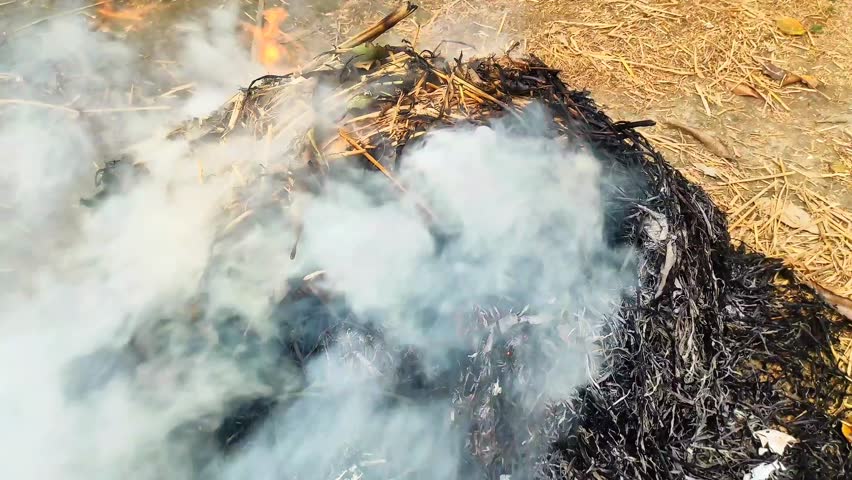 Smoke and fire rising from burning dry leaves 