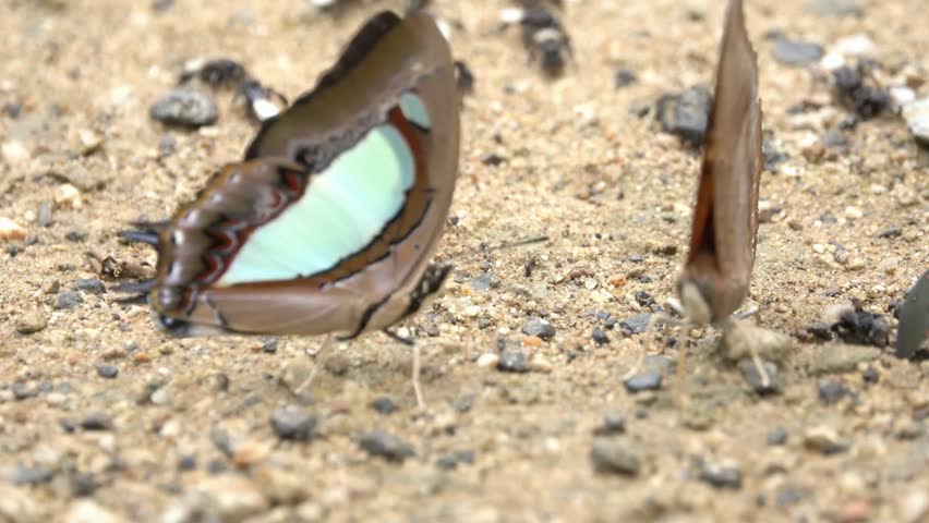 Two butterflies with brown and light blue wings resting on sandy ground outdoors